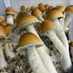 Magic Mushroom For sale | Buy Magic Mushroom near me