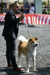 Japonijos akitos šuniukas