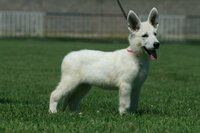 Baltasis šveicarų aviganis šuniukai