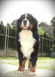 Bernese mountain dog