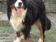 Bernese mountain dog