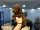 Toy and mini poodle puppies