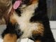 Bernese mountain dog puppies