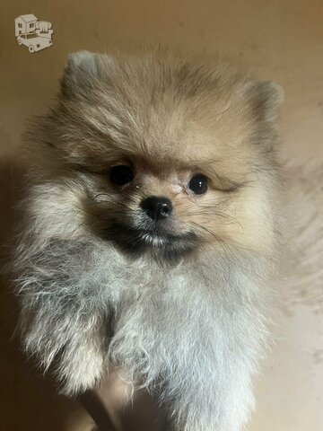 Pomeranian BOO pomeranians