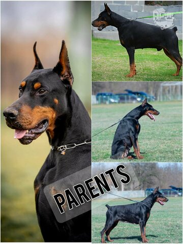 Doberman puppies for sale