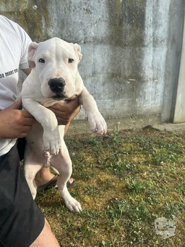 Dogo Argentino puppies