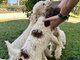 Puppies for sale - Lagoto Romagnolo