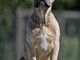 Cane Corso puppies