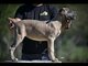 Cane Corso puppies