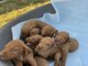 Hungarian vizle puppies