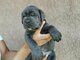 CANE CORSO puppies