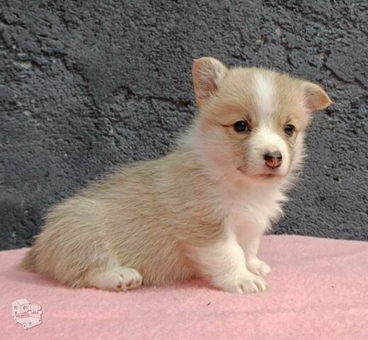 Pembroke Welsh Corgi šuniukai