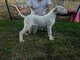 Dogo Argentino puppies