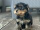 Yorkshire terriers for sale