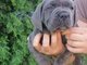 Cane Corso AUKŠČIAUSIA KOKYBĖ