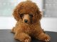 Parduodami Toy Poodle šuniukai