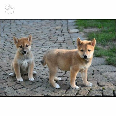 Shiba Inu šuniukai