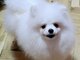 Beautiful Pomeranians BOO