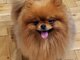 Beautiful Pomeranians BOO