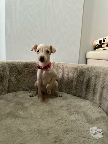 Italian greyhound puppies available for booking