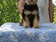 Miniature schnauzer puppies black and black silver