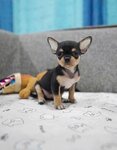 Chihuahua puppies for Sale