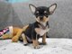 Chihuahua puppies for Sale