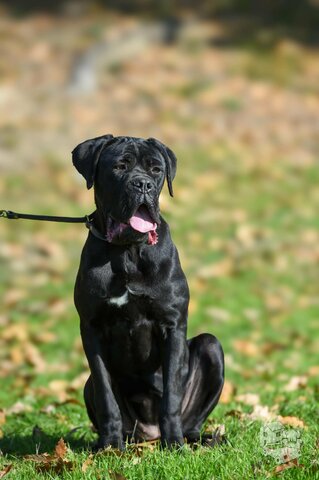 Parduodama Cane Corso kalytė