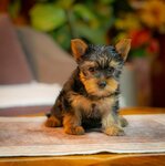 Yorkie-Yoksir terrier puppies