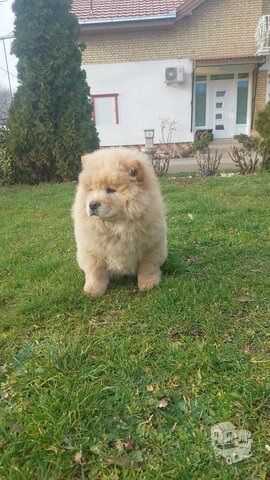 Chow chow Chow chow Puppies