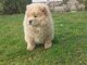 Chow chow Chow chow Puppies