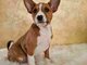 Basenji puppies cheap