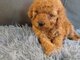 Toy Poodle - Love at First view