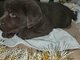 Chocolate Labrador retriever puppies