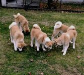 Japonų Akita Inu šuniukai