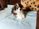 Corgi - puppies for sale