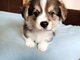 Corgi - puppies for sale