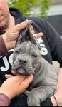 Cane Corso šuniukai