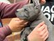 Cane Corso šuniukai