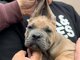 Cane Corso šuniukai