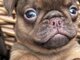 Chocolate Petit brabancon ( smooth Griffon)