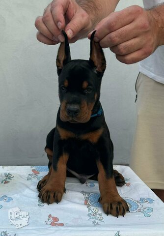 Dobermanas – Parduodami šuniukai