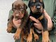 Dobermanas – Parduodami šuniukai