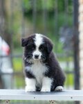 Border Collie – Nuostabūs šuniukai