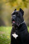 Cane Corso – patinas parduodamas