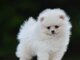 Pomeranijos Boo – nuostabūs šuniukai