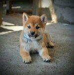 Shiba Inu – Gražūs šuniukai