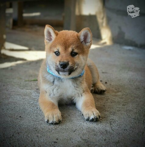 Shiba Inu – Gražūs šuniukai