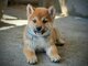 Shiba Inu – Gražūs šuniukai
