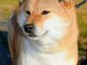 Shiba Inu – Gražūs šuniukai